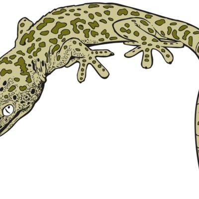 AR GEKO 19 RC 縮圖