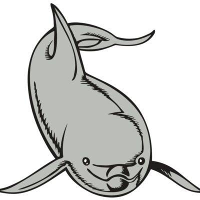 BAW DOLPHIN 02 RC 縮圖