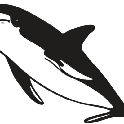 AR DOLPIN 13 RC 縮圖