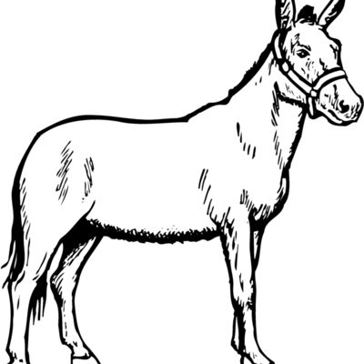 BURRO002 縮圖