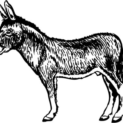 BURRO004 縮圖