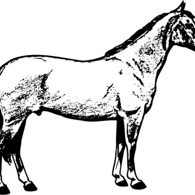 HORSE020 縮圖