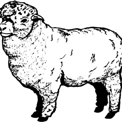 SHEEP004 縮圖