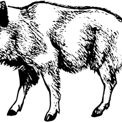 BOAR0001 縮圖