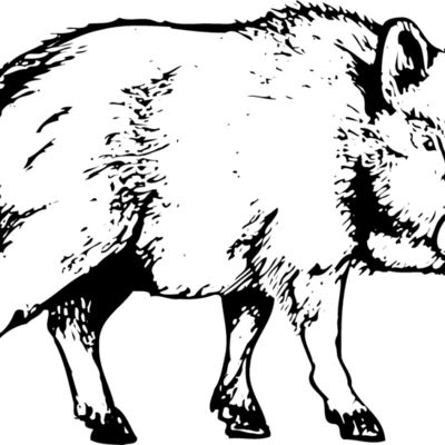 BOAR0003 縮圖