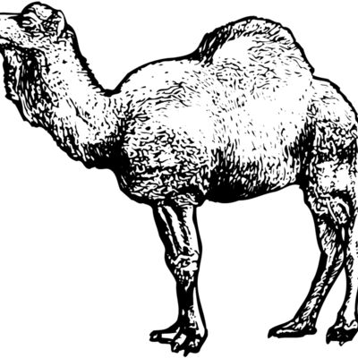 CAMEL001 縮圖