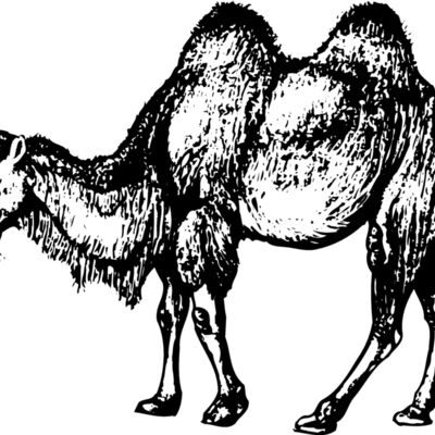 CAMEL002 縮圖