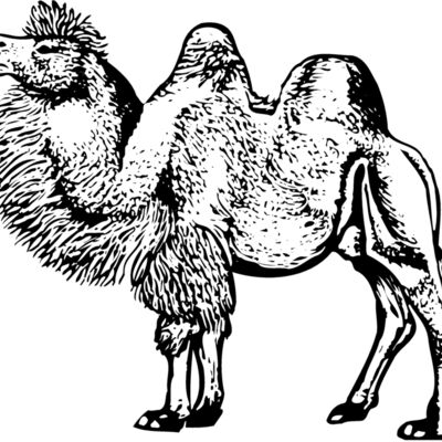 CAMEL003 縮圖