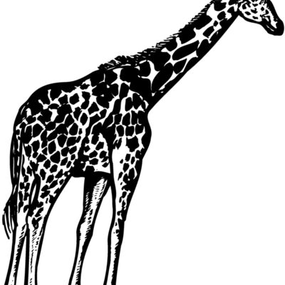 GIRAFF02 縮圖