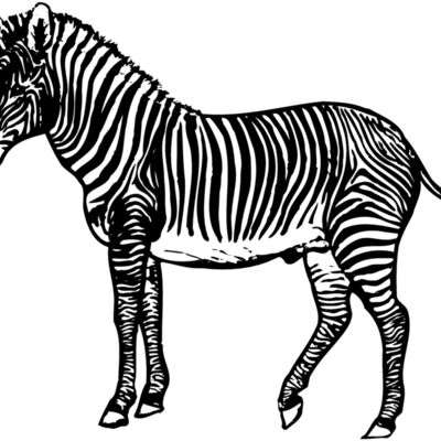 ZEBRA003 縮圖