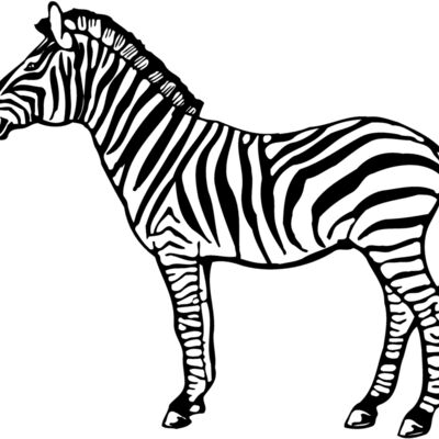 ZEBRA004 縮圖