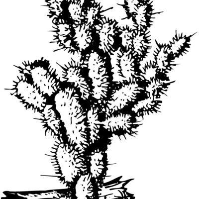 CACTUS09 縮圖
